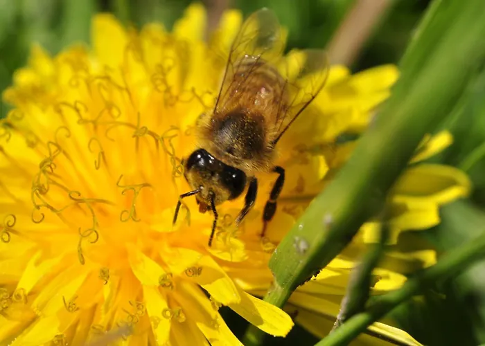 Historische Spremberg